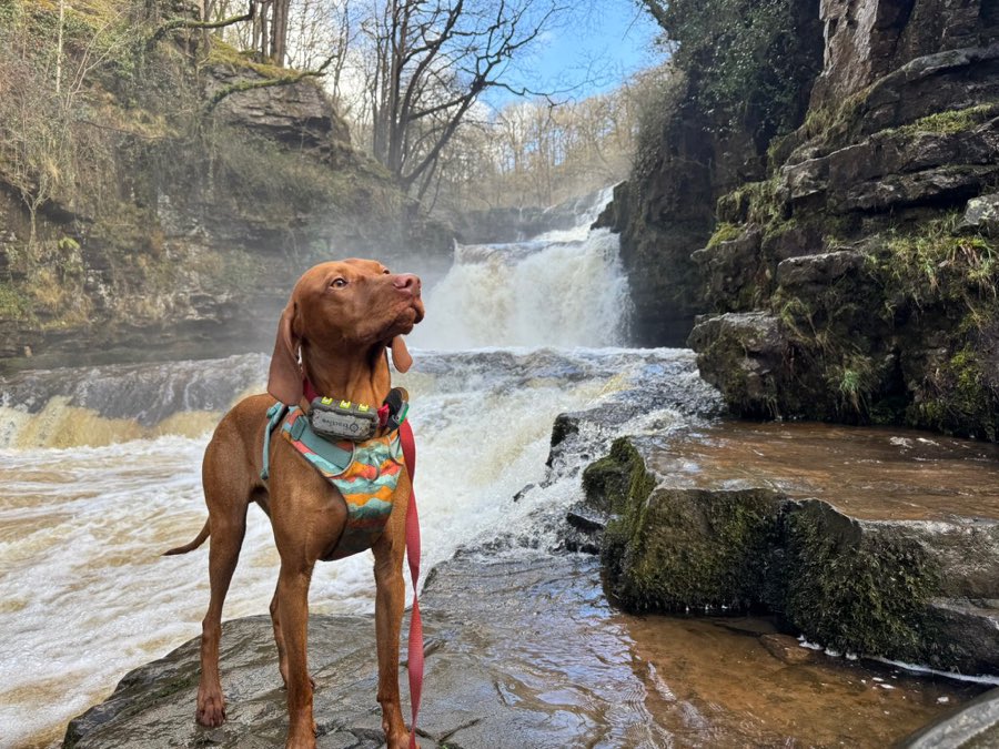Amos the Hungarian Vizsla, standing on a rock beside a waterfall